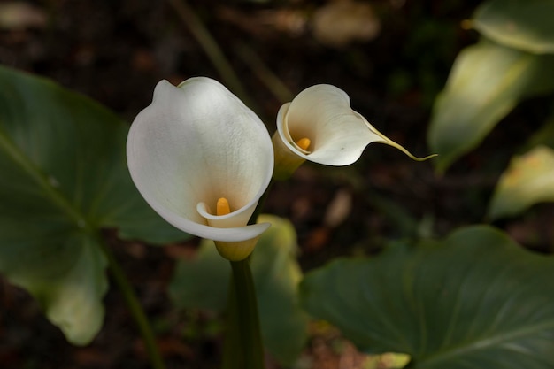 Artistic photo of a Calla Lily or alcatraz flower in the field