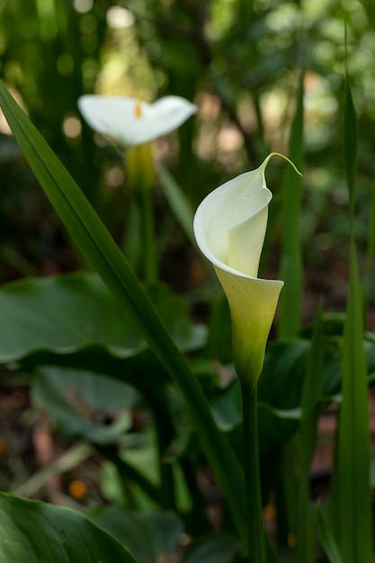 Artistic photo of a Calla Lily or gannet flower in the field with its long stem and room for text