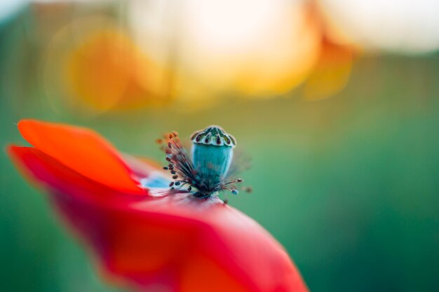 Artistic poppy seed macro sunset light blurred foliage Closeup nature flower summer blooming