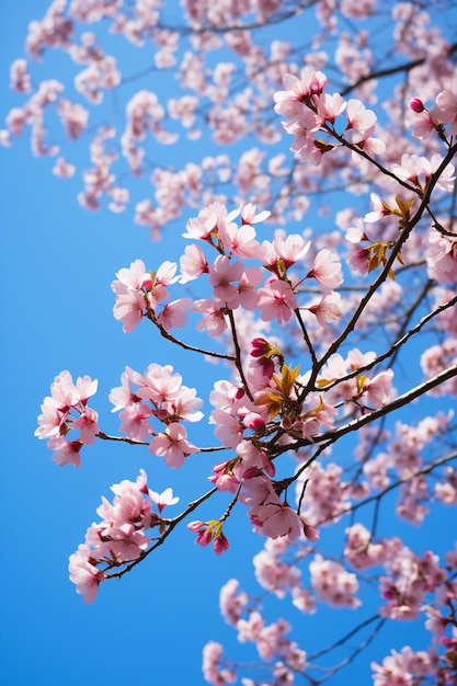 An artistic shot of cherry blossoms from a low angle with a clear blue sky as the backdrop