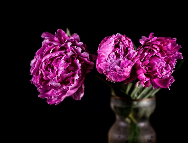 Artistic still life with pink peonies in vase on a dark background