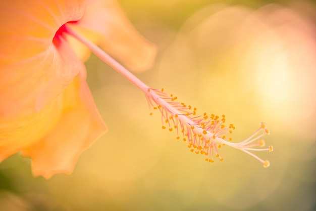 Artistic summer nature closeup inspirational flower background on blurred sunlight Hibiscus flower