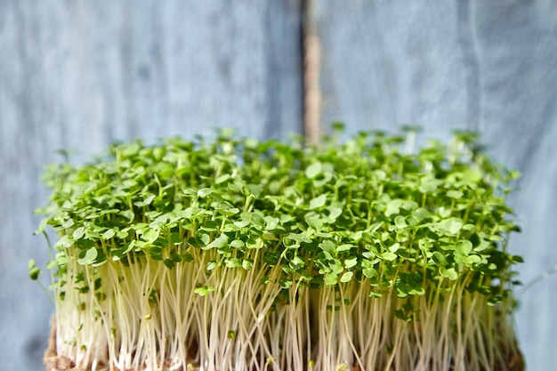 Arugula microgreen sprouts on blue wooden wall closeup