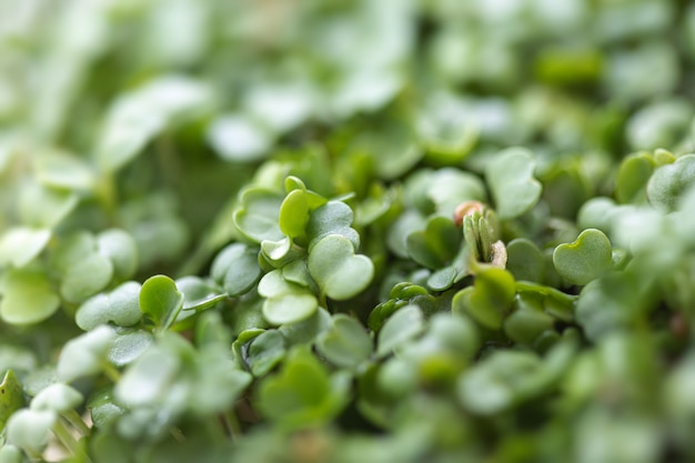 Arugula microgreens.