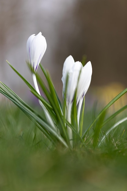 As already promised I would like to present you some more pictures of my series "Colors of spring" today. What I like most from the portrait photos are pictures with a shallow depth of field, so that