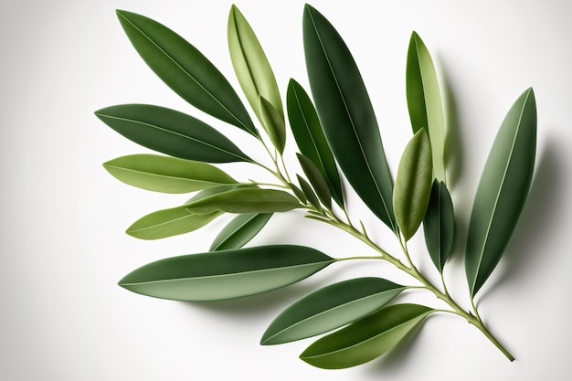 As a packaging design element green olive leaves are displayed isolated on a white background