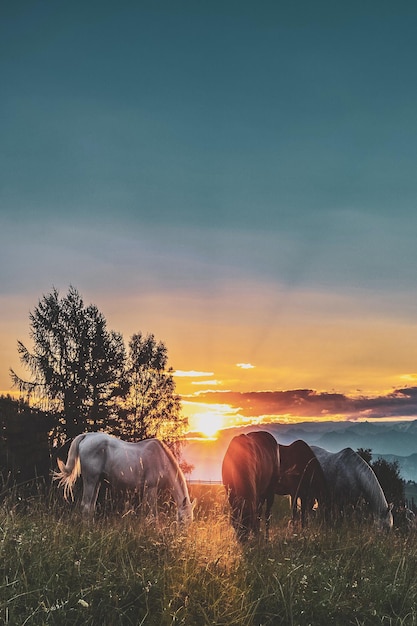 As the sun sets the steeds are grazing