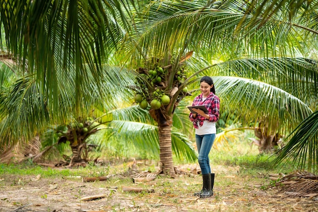 Asain female farmer using tablet to take orders online For customers who want coconut water at coconut plantations in Thailand