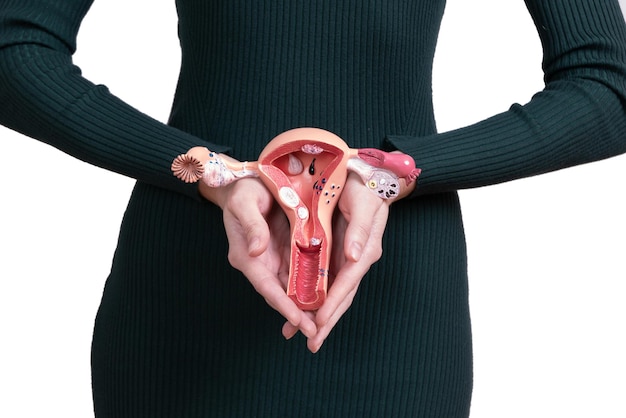 Asain woman holds model of female reproductive system in the hands Help and care concept