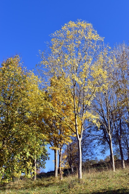 Ash (Fraxinus excelsior) in a public park