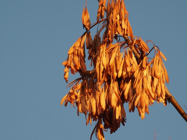 ash seeds in the morning sun
