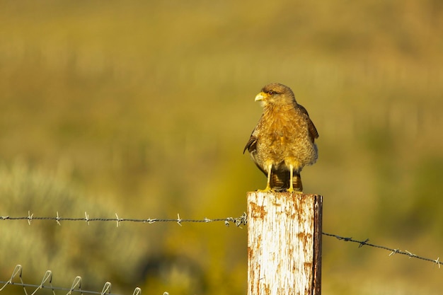 The ashen harrier or ashen hawk is a species of falconiform bird of the accipitridae family