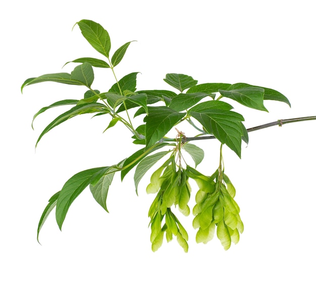 Ashleaf maple branch isolated on white background Maple acer negundo leaves and seeds