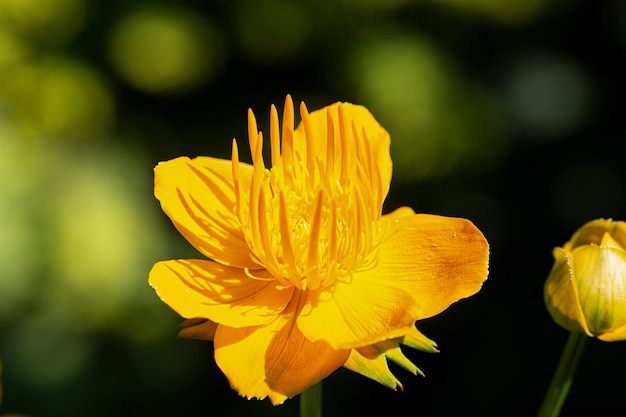 Asia Bathing Suittskaya, or Trollius asiaticus, is a herbaceous perennial plant of the genus Kupalnitsa of the Buttercup family (Ranunculaceae).