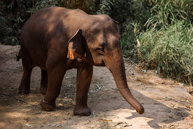 An Asia Elephant in the Jungle