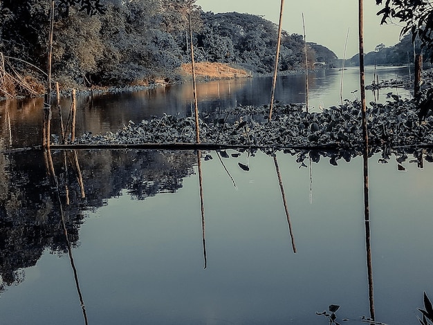 Asia river forest