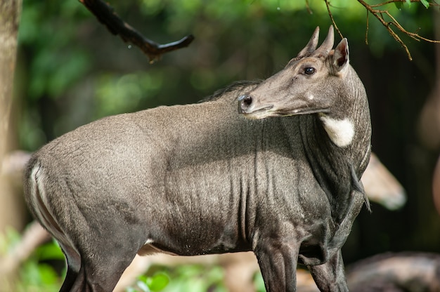 Asian antelope