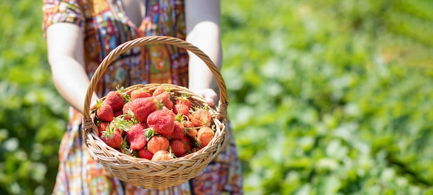 Photo asian beautiful woman is picking strawberry in the fruit garden on a sunny day. fresh ripe organic strawberries in a wooden basket, filling up a basket full of fruit. outdoor seasonal fruit picking.