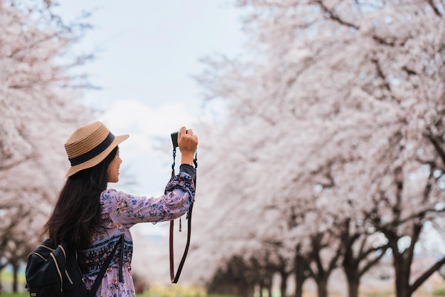 Asian beautiful young woman walking and take photo in green grass garden with sakura and cherry blooming tree landscape backgroundConcept of travel in spring season of japan