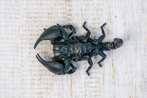 Asian black scorpion on white wooden background in Ubud, island Bali, Indonesia. Close up