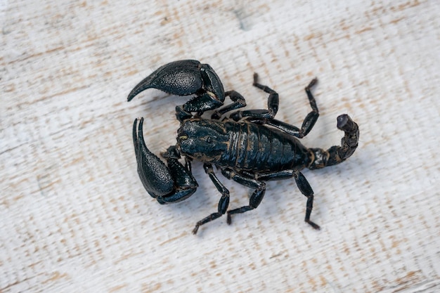 Asian black scorpion on white wooden background in Ubud island Bali Indonesia Closeup