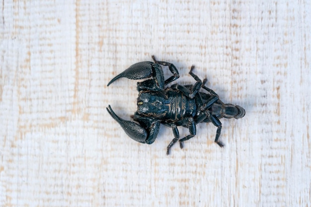 Asian black scorpion on white wooden background in Ubud island Bali Indonesia Closeup