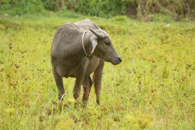 Asian buffalo standing on grass