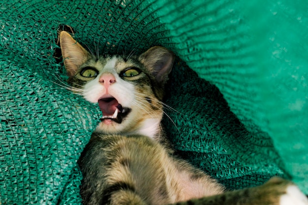 Asian cat plays in a green Shade Net for agriculture. and is looking camera