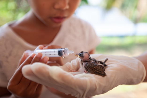 Asian child girl feeding water and food to baby sparrow bird with syringe