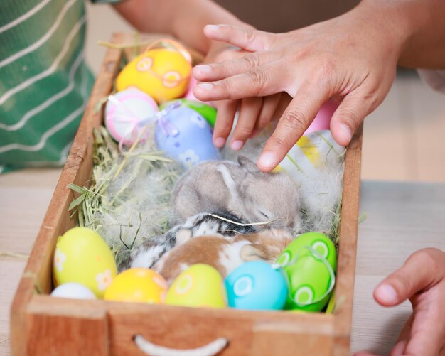 Asian child girl touching tiny bunny with tenderness and love Baby rabbits in the nest with mommy fur and hay People take care a pet and decorate home for Easter Happy Easter Happy holiday