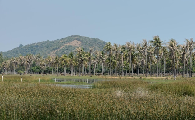 Asian countryside of coconut palm trees plantation