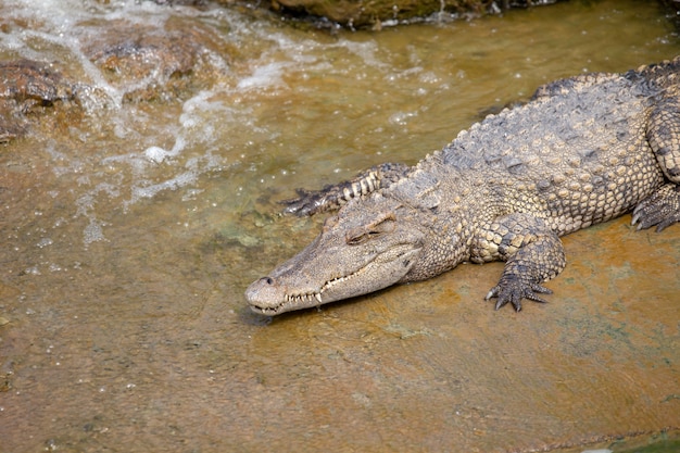 Asian crocodile in the river