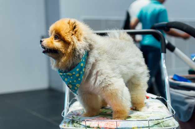 Asian dog owner and the dog in pets expo