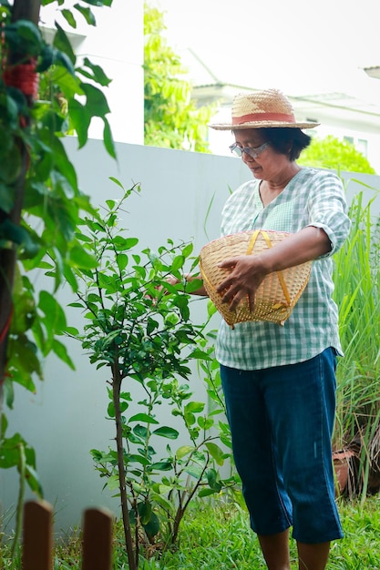 Asian elderly woman live at home Hold a woven basket to collect vegetables in the garden to use for cooking The concept of life of the elderly in retirement age health care