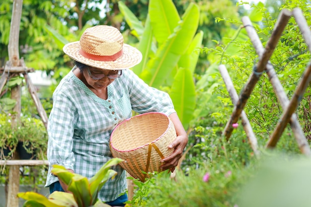 Asian elderly woman live at home Hold a woven basket to collect vegetables in the garden to use for cooking The concept of life of the elderly in retirement age health care