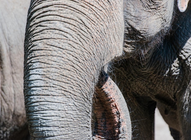 Photo asian elephant in closeup