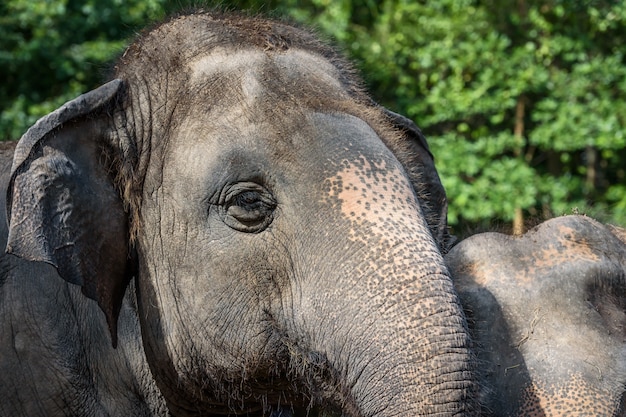 Asian elephant face.