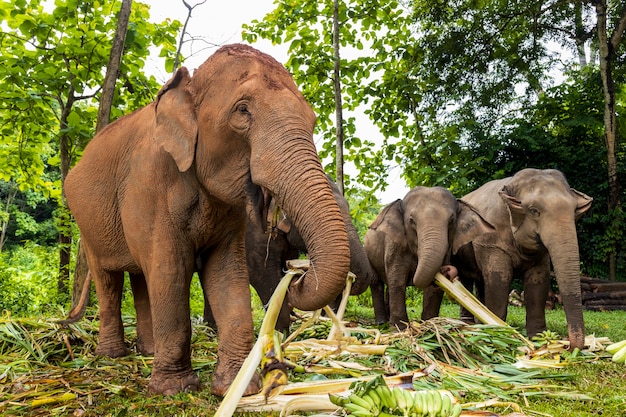 Asian elephant is enjoying eating food in nature park, Thailand