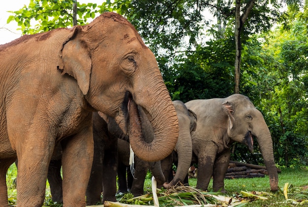 Asian elephant is enjoying eating food in nature park, Thailand