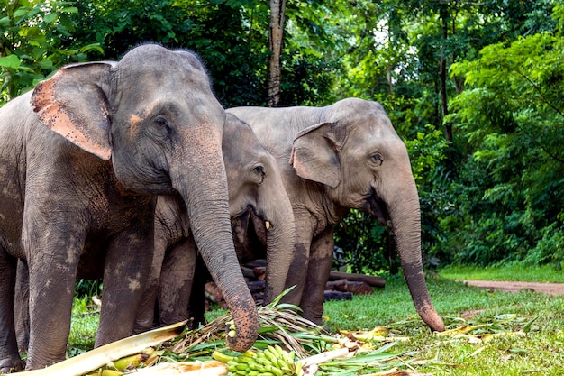 Asian elephant is enjoying eating food in nature park Thailand