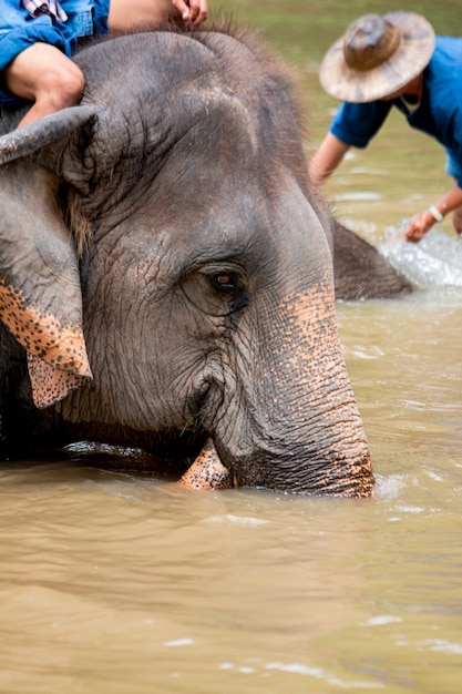 Asian elephant species In the conservation center of Thailand