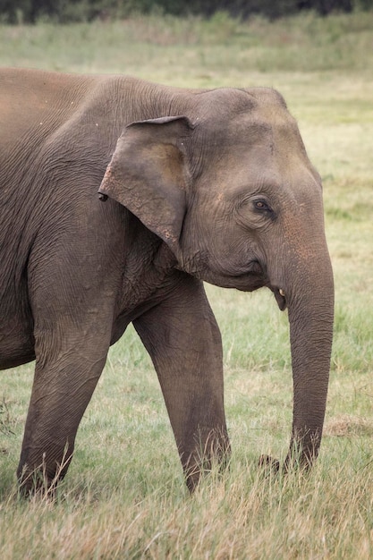 Asian Elephant in Sri Lanka, Kaudulla National Park