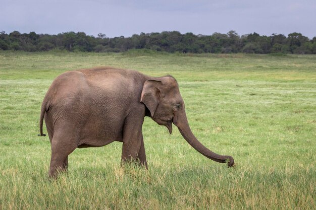 Asian Elephant in Sri Lanka, Kaudulla National Park