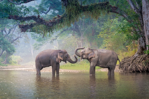 Asian Elephants in a natural river deep forest at Thailand