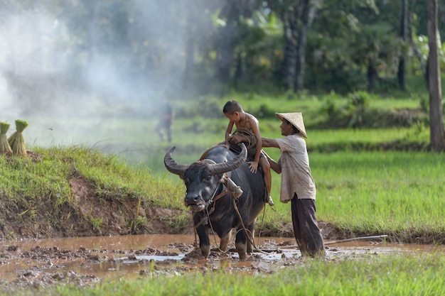 Asian farmer and child in rice paddy field with buffalo