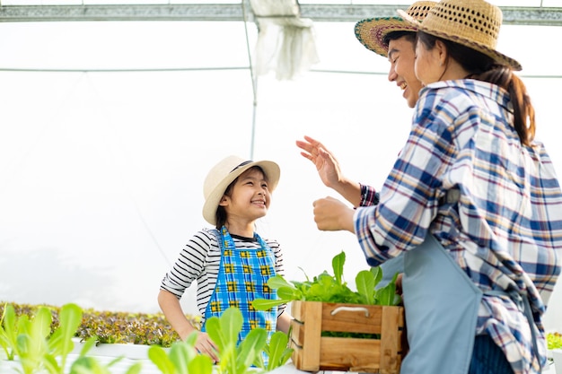 Asian farmer family keep hydroponic vegetable into wood basket.Happy Thai people doing activity in organic farm.Asain gardenner agricultural.