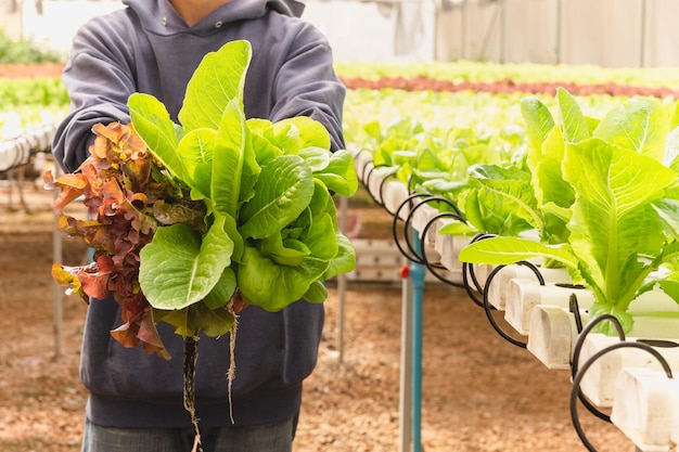 Asian farmer hand holding green lettuce in organic greenhouse