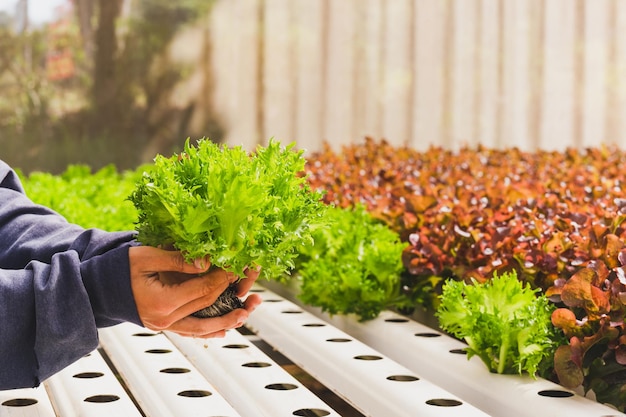 Asian farmer hand holding green oak lettuce in organic greenhouse