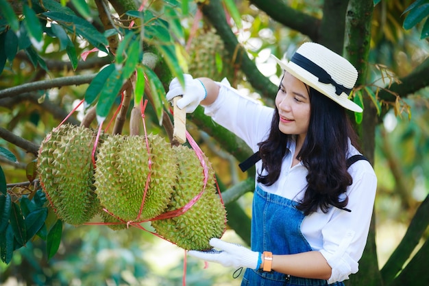 asian farmer knock her durian fruit before harvesting