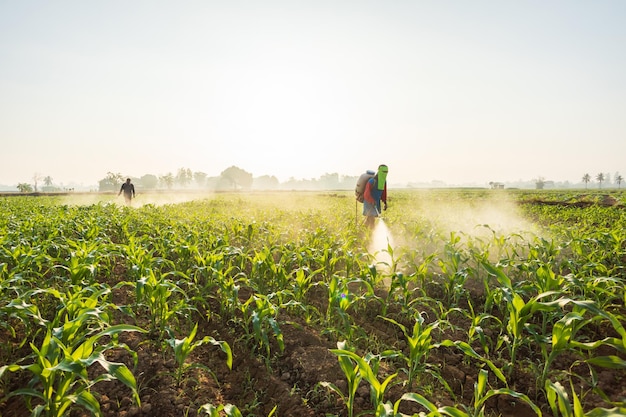 Asian farmer working in the field and spraying chemical or fertilizer to young green corn field